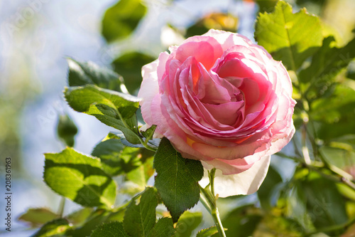 Fototapeta Naklejka Na Ścianę i Meble -  beautiful climbing rose pierre de ronsard in bloom