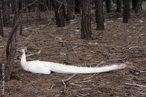 white peacock in the forest photo