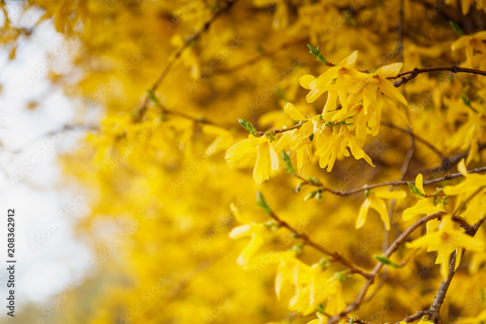 A macro shot of the yellow blooms of a forsythia bush. Border forsythia is an ornamental deciduous shrub of garden origin. A macro shot of the yellow blooms of a forsythia bush. Border forsythia is an ornamental deciduous shrub of garden origin.
