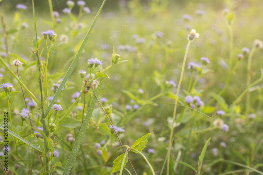 Abstract plants meadow field and flowers green flash at sunset for gardening natural summer vibrant warm outdoor garden