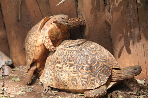 Turtles mating