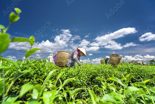 Da Lat, Vietnam - May 11, 2018: Group farmers in labor costume, conical hats harvesting tea in the morning. This is a form collective labor, reflecting culture in highlands Da Lat, Vietnam
