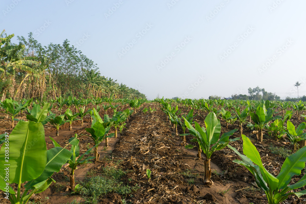 Banana plantation. Banana Farm. Young banana plants in rural farm in thailand