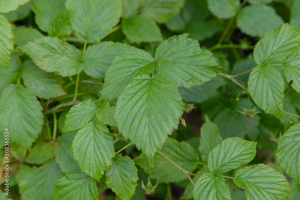 Green plant on a sunny day, bright colors, green texture and background. Green plant on a sunny day, bright colors, green texture and background.