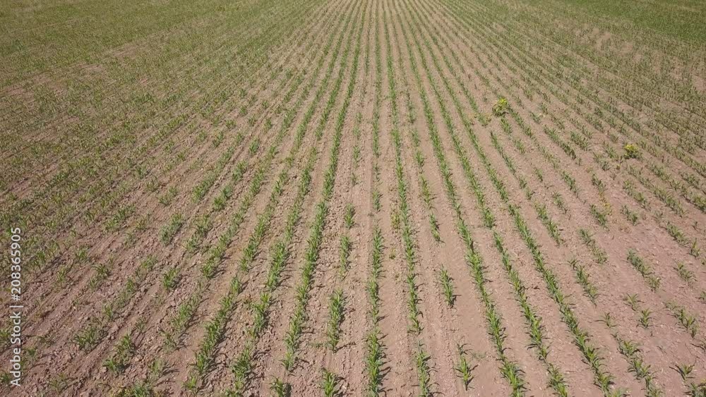 4K Aerial. Over green corn field in agricultural area. Low height, rear , top view 4K Aerial. Over green corn field in agricultural area. Low height, rear , top view