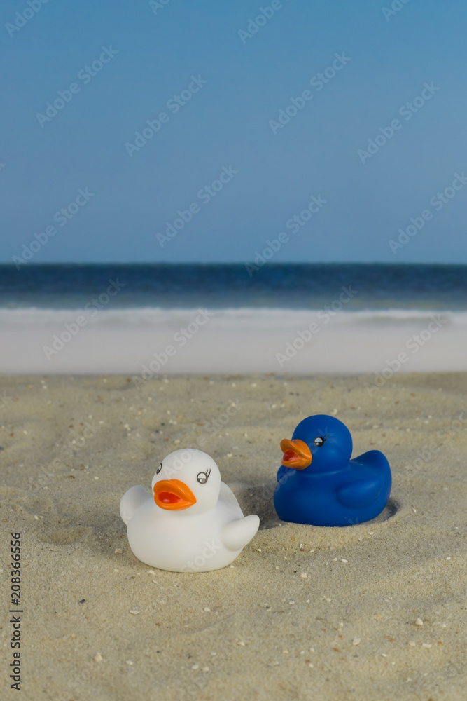 One white and one blue duck on the beach