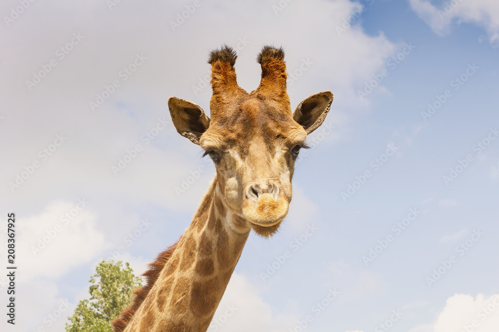 Portrait of a giraffe-head on a long neck.Against the sky.