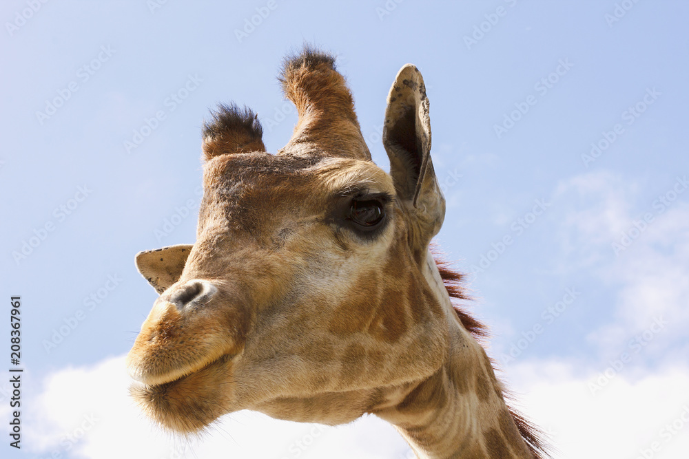 Obraz premium Funny face giraffe with long eyelashes and a narrow neck.On a blue background.