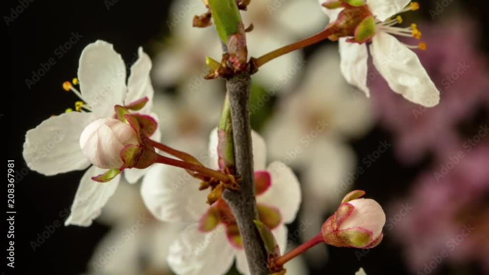 Wild Plum Fruit Flower Blossom Timelapse on Black Wild Plum Fruit Flower Blossom Timelapse on Black