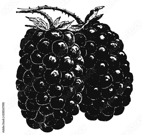Dewberry #vector #isolated - Brombeeren