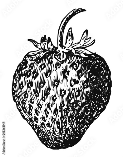 Strawberry #vector #isolated - Erdbeere