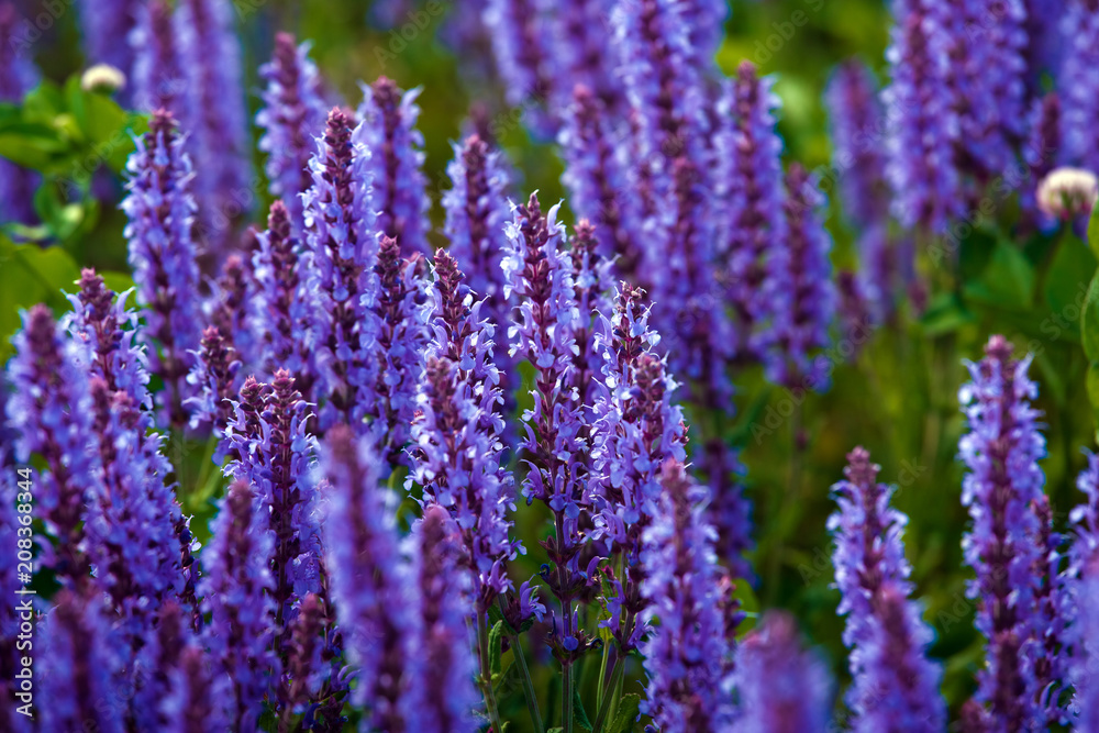 Field with beautiful pink and violet lupins flowers Field with beautiful pink and violet lupins flowers