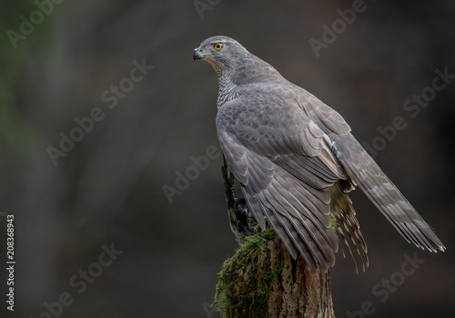 Goshawk mantling over a pigeon © Natureimmortal