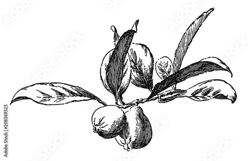 Guava - Psidium guajava #vector #isolated - Guave