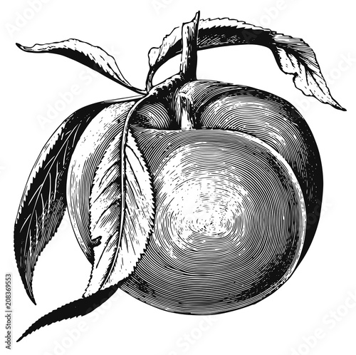Plum Peach Nectarine - Prunus #vector #isolated - Pfirsich, Nektarine, Pflaume