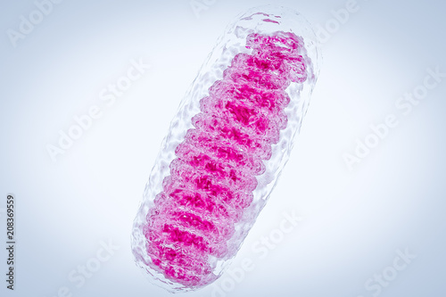 Mitochondria, a membrane-enclosed cellular organelles, which produce energy Mitochondria , Cell energy and Cellular respiration Mitochondrial disease Mitochondrial DNA 3D rendering 
