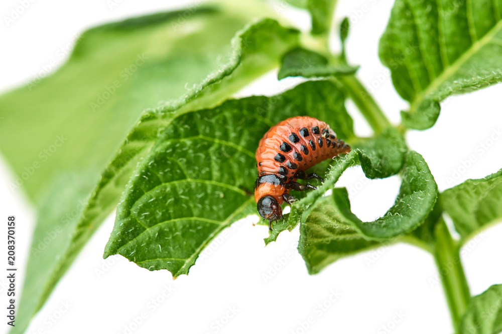Young Colorado beetle eats potato leaves - isolated on white background. Colorado beetle eats a potato leaves young. Pests destroy a crop in the field. Parasites in wildlife and agriculture. Young Colorado beetle eats potato leaves - isolated on white background. Colorado beetle eats a potato leaves young. Pests destroy a crop in the field. Parasites in wildlife and agriculture.