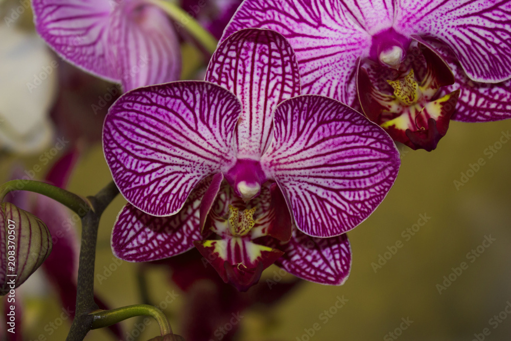 Orchid flower with purple stains Orchid flower with purple stains