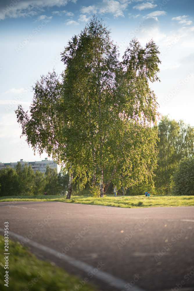Asphalt road at sunset with birches growing along the roadside Asphalt road at sunset with birches growing along the roadside