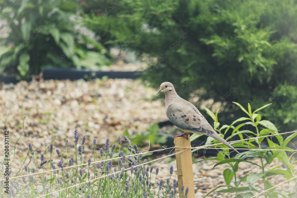 Fototapeta premium Perched Dove 