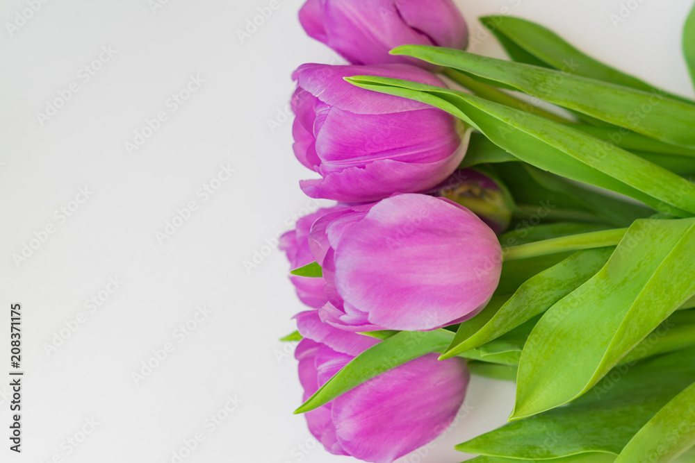 white and purple blooming tulips. floral background white and purple blooming tulips. floral background