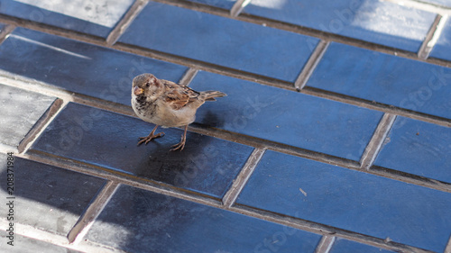 Sparrow close-up shot at the street tile