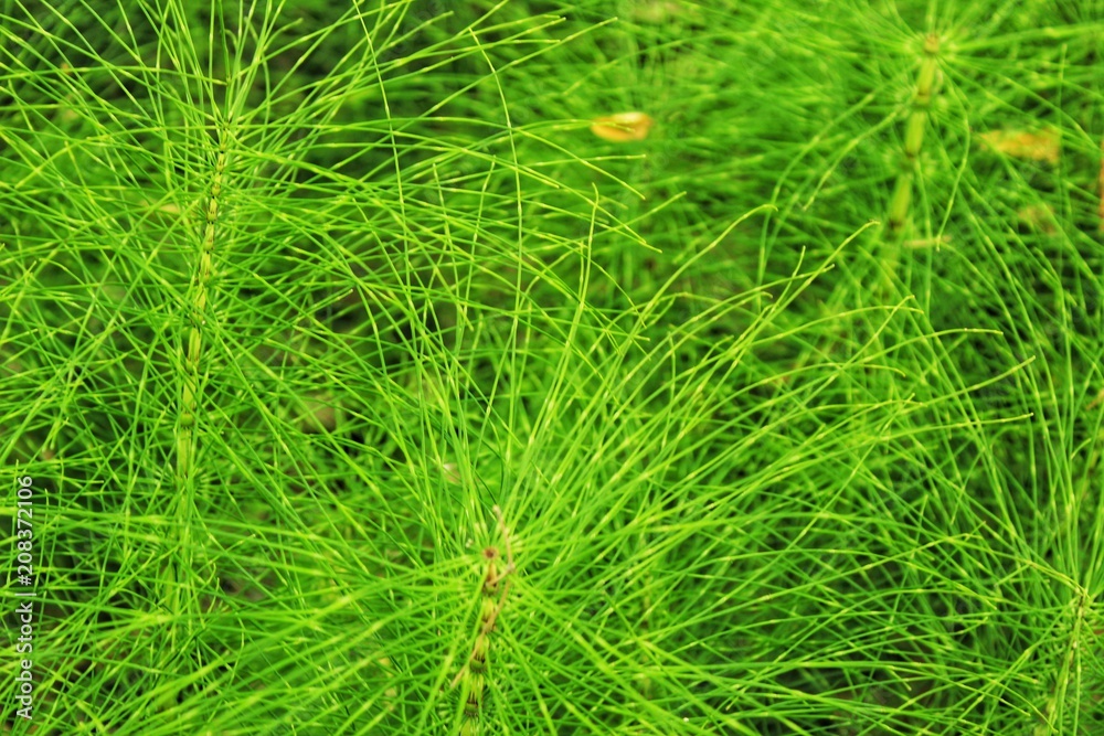 Equisetum Arvense plant texture Equisetum Arvense plant texture