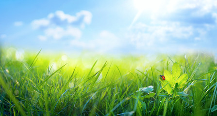 Spring summer background with fresh green grass and ladybug against a blue sky in nature, close-up macro. Panoramic view, copy space.