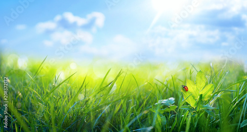 Fototapeta Naklejka Na Ścianę i Meble -  Spring summer background with fresh green grass and ladybug against a blue sky in nature, close-up macro. Panoramic view, copy space.