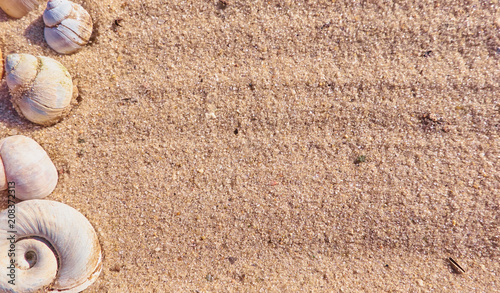 Snail shells on a sand. Background with a text space photo