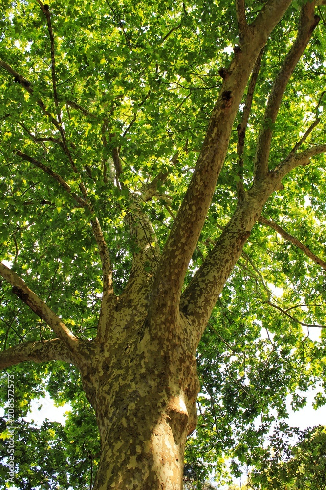 Leafy and green gardens in the Botanical Garden of Lisbon Leafy and green gardens in the Botanical Garden of Lisbon