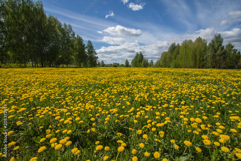 field of dandelions on a warm summer day field of dandelions on a warm summer day