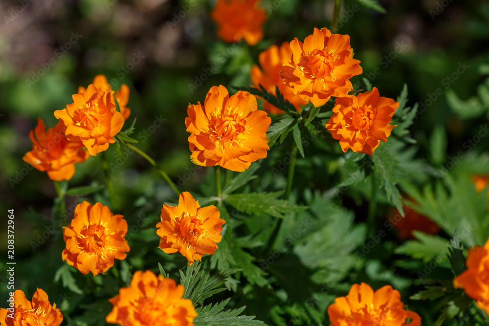 Orange flowers of Chinese globeflower Trollius chinensis, or ledebourii