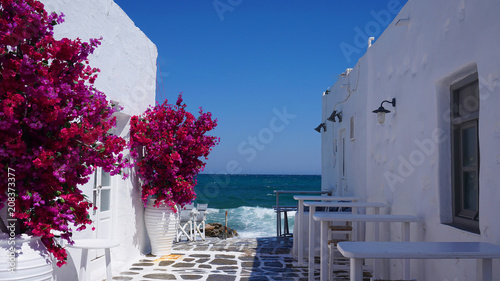 Photo of beautiful bougainvillea flower with awsome colors in picturesque Greek island with deep blue waves 