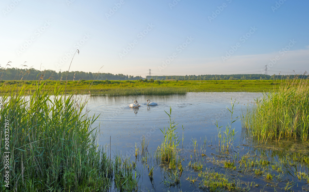 Swans and cygnets swimming in a lake in sunlight in spring