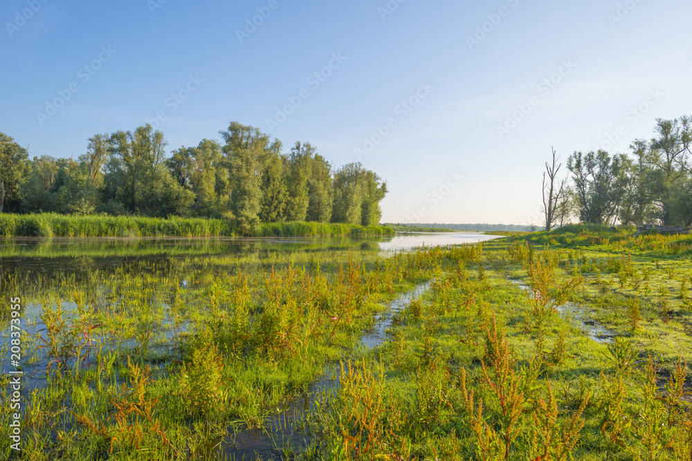 Reed along the shore of a lake at sunrise in spring Reed along the shore of a lake at sunrise in spring