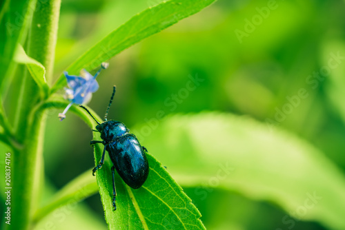 Beetle © 春华 王
