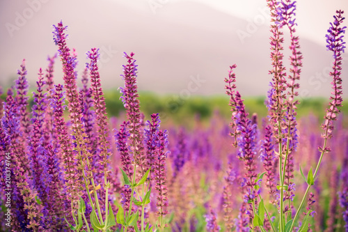 The blooming Lavender sea