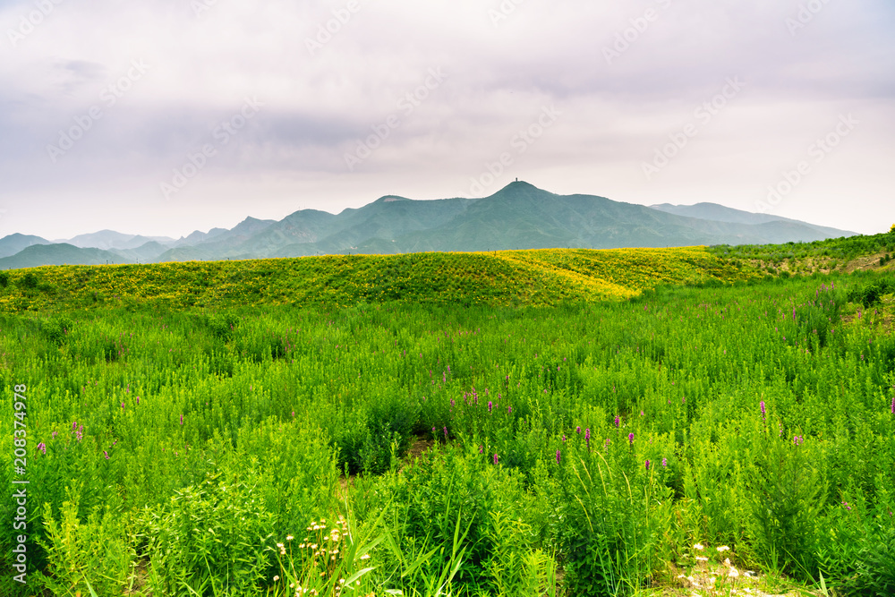 A green hillside