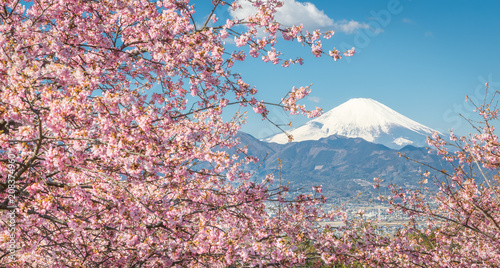 Kawazu Sakara and Mountain Fuji in spring season photo