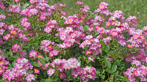 Rosa Buschrosen  Strauchrosen