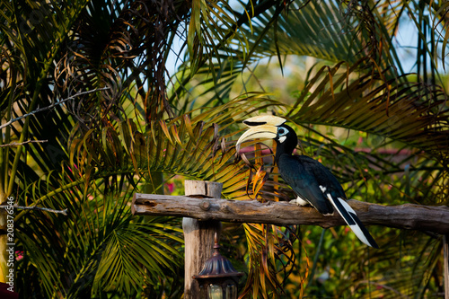 Hornbill feeding on Pangkor island © sitriel