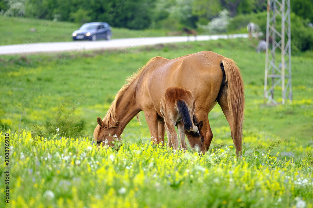 A horse and a foal graze in a meadow 1