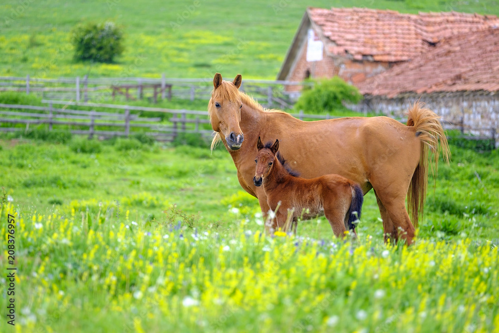 Fototapeta premium A horse looks at a foal in a meadow 1