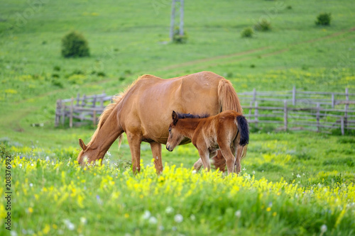 A horse and a foal graze in a meadow 2