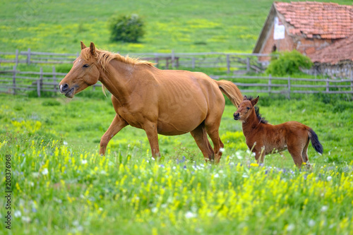 Horse and foal grazing in a meadow 7