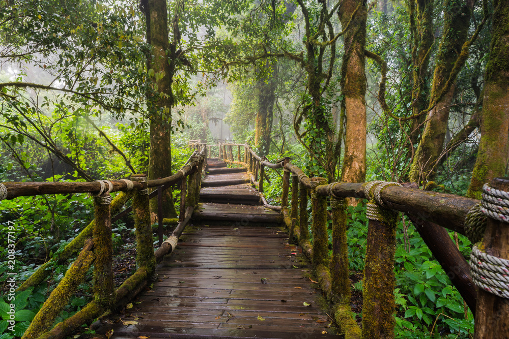 Walking Path in Rain Forest at Doi Inthanon nationalpark, Chiang Mai, Thailand Walking Path in Rain Forest at Doi Inthanon nationalpark, Chiang Mai, Thailand