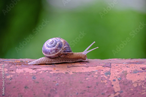 The snail crawls along the shingles close-up 5 photo