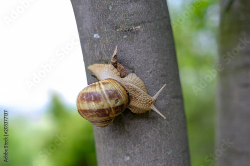 A huge snail on the tree photo