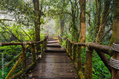 Walking Path in Rain Forest at Doi Inthanon nationalpark, Chiang Mai, Thailand © thanongsak